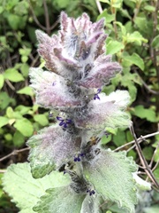 Ajuga orientalis
