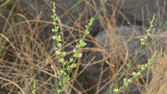 Ochradenus aucheri