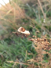 Tarache terminimaculata