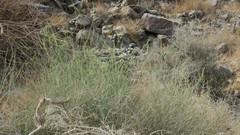 Ochradenus aucheri