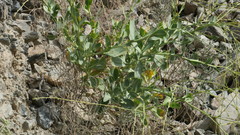 Physorhynchus chamaerapistrum