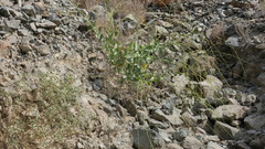 Physorhynchus chamaerapistrum