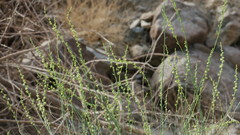 Ochradenus aucheri