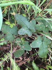 Rubus reflexus