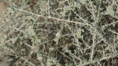 Plocama aucheri