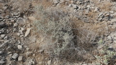 Plocama aucheri