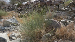 Ochradenus aucheri