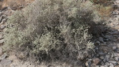 Plocama aucheri