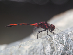 Trithemis lilacina