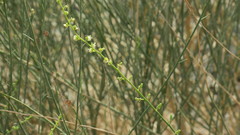 Ochradenus aucheri