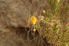 Pulicaria glutinosa