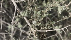 Plocama aucheri