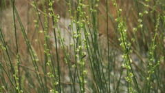 Ochradenus aucheri