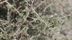 Plocama aucheri