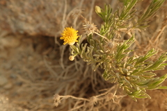 Pulicaria glutinosa
