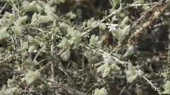 Plocama aucheri