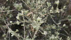 Plocama aucheri