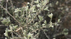 Plocama aucheri