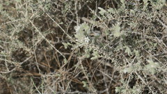 Plocama aucheri