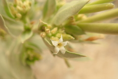 Rhazya stricta