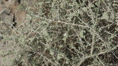 Plocama aucheri