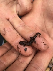 Desmognathus aeneus