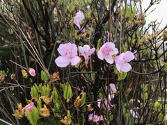 Rhododendron farrerae