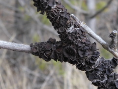 Melanohalea septentrionalis