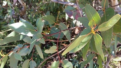 Eucalyptus leucoxylon megalocarpa