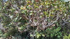 Eucalyptus leucoxylon megalocarpa