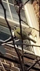 Cyanistes caeruleus