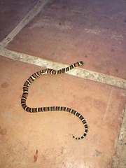 Lampropeltis micropholis