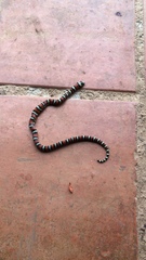 Lampropeltis micropholis