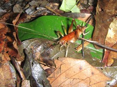 Penalva flavocalceata
