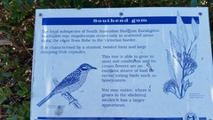 Eucalyptus leucoxylon megalocarpa