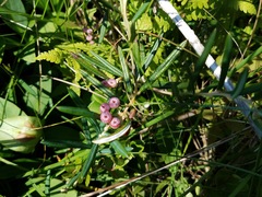 Andromeda polifolia glaucophylla