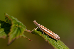 Agriphila selasella