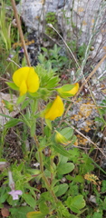 Ononis pubescens
