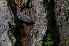 Anacampsis populella