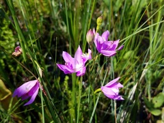 Calopogon tuberosus tuberosus