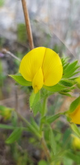 Ononis pubescens