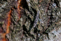 Batrachedra praeangusta