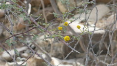 Vachellia flava