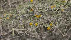 Vachellia flava
