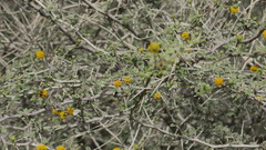 Vachellia flava
