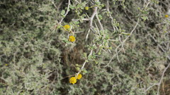 Vachellia flava