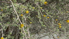 Vachellia flava