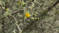 Vachellia flava