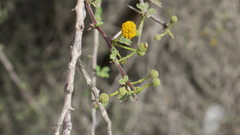 Vachellia flava