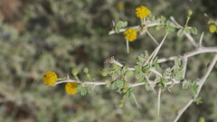 Vachellia flava